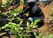 KWT Mekar Sari, Hasilkan Uang Dari Pekarangan Rumah