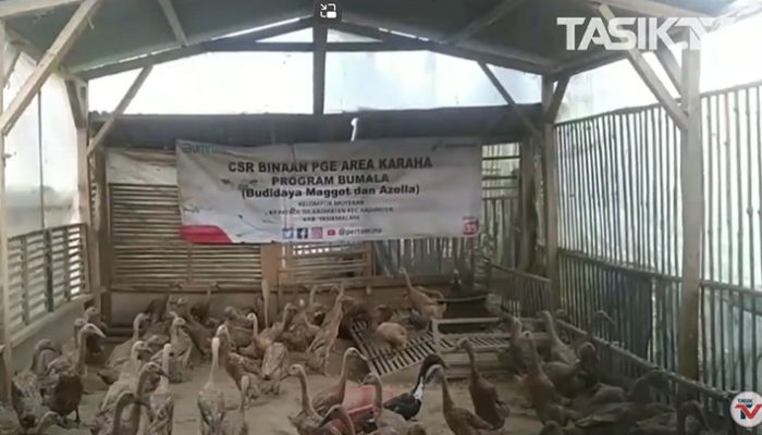 Maggot, Solusi Hemat Pakan Ternak Hingga 30 Persen