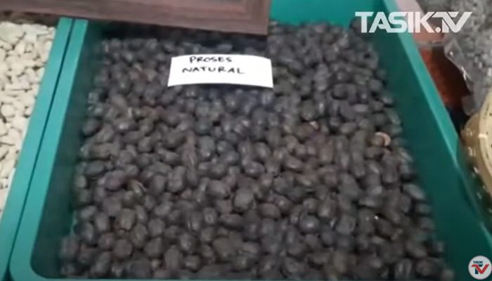 Hebat! Petani Kopi Tasikmalaya Raup 500 Juta