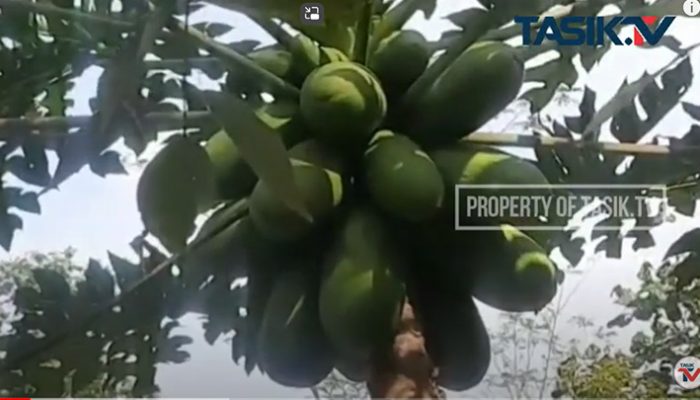 BUMDes Santana Desa Rajadatu Miliki 6 Unit Usaha