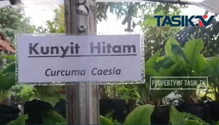 Kunyit Hitam, Potensi Bisnis Saat Pandemi Covid-19