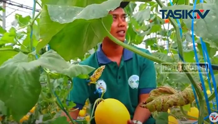 Petani Milenial Kota Tasikmalaya Panen 3000 Golden Melon