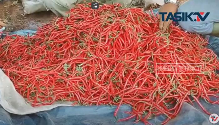 Potensi Bisnis, Petani Cabe di Ciamis Tingkatkan Produksi Tanam