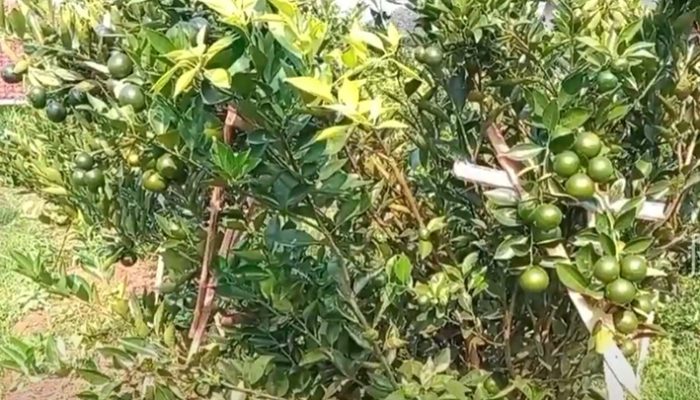 Beli Jeruk Sieum Petik Langsung Dari Pohonya, Baru di Tasikmalaya