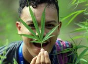 Dilema Legalisasi Ganja, Antara Moral, Modal, dan Tawa Rakyat