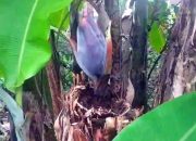 Heboh di Pageurageung! Pohon Pisang Tumbuhkan Jantung Meski Sudah Ditebang