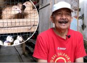 Awal 500 Ekor, Kini Otang Sukses Budidaya Puyuh Hingga Ribuan Ekor