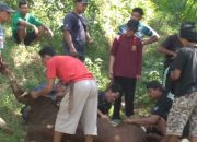 Harmoni Idul Adha di Cipanas, Warga Non-Muslim Ikut Bantu Kurban