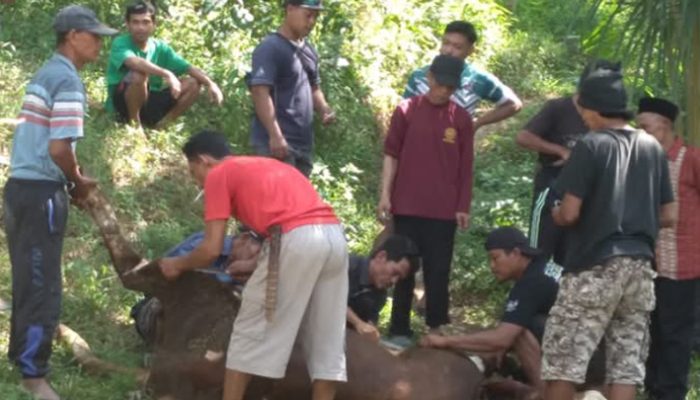 Harmoni Idul Adha di Cipanas, Warga Non-Muslim Ikut Bantu Kurban