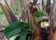 Fenomena Langka, Pohon Pisang di Pageurageung Berbuah Lagi Meski Sudah Ditebang