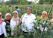 Dukung Petani Milenial, Wawalkot Tasikmalaya Apresiasi KWT di Bungursari