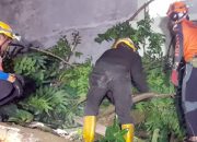 Pohon Tua Tumbang di Cihideung Tasikmalaya, Warung Warga Rusak