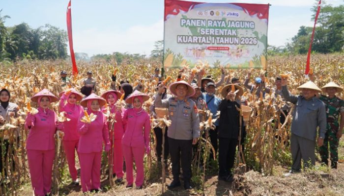 Sinergi Polri dan Petani, Panen Jagung Serentak di Tasikmalaya Hasilkan 117 Ton