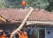 Angin Kencang di Jatiwaras Tasikmalaya, BPBD Selesaikan Evakuasi Pohon Tumbang pada Hari Kedua
