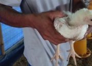 Inspiratif, Pemuda Asal Margaluyu Raup Omzet Puluhan Juta dari Ayam Pedaging