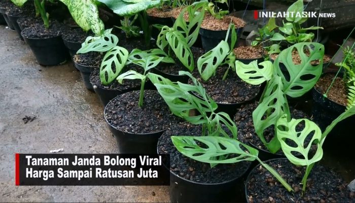 Tanaman Janda Bolong Mahal, Fakta atau Permainan Harga?